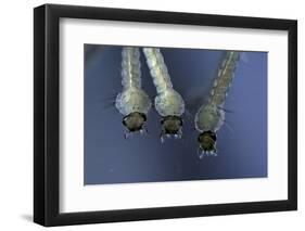 Culex Pipiens (Common House Mosquito) - Larvae-Paul Starosta-Framed Photographic Print