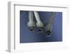 Culex Pipiens (Common House Mosquito) - Larvae-Paul Starosta-Framed Photographic Print