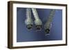 Culex Pipiens (Common House Mosquito) - Larvae-Paul Starosta-Framed Photographic Print