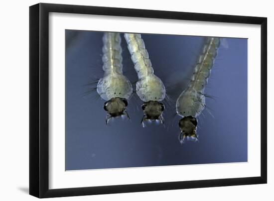 Culex Pipiens (Common House Mosquito) - Larvae-Paul Starosta-Framed Photographic Print