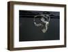 Culex Pipiens (Common House Mosquito) - Larvae-Paul Starosta-Framed Photographic Print