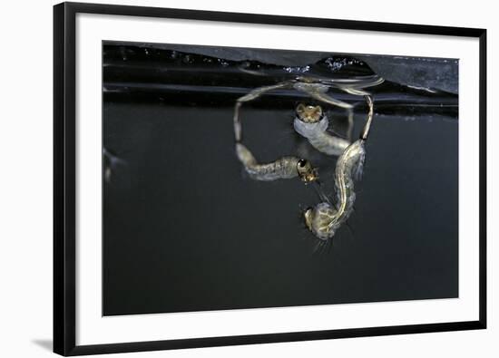 Culex Pipiens (Common House Mosquito) - Larvae-Paul Starosta-Framed Photographic Print