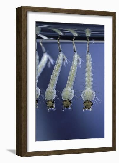 Culex Pipiens (Common House Mosquito) - Larvae-Paul Starosta-Framed Photographic Print