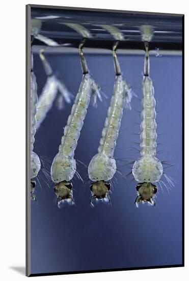 Culex Pipiens (Common House Mosquito) - Larvae-Paul Starosta-Mounted Photographic Print