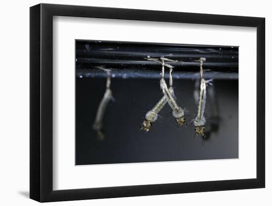 Culex Pipiens (Common House Mosquito) - Larvae-Paul Starosta-Framed Photographic Print