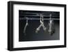 Culex Pipiens (Common House Mosquito) - Larvae-Paul Starosta-Framed Photographic Print