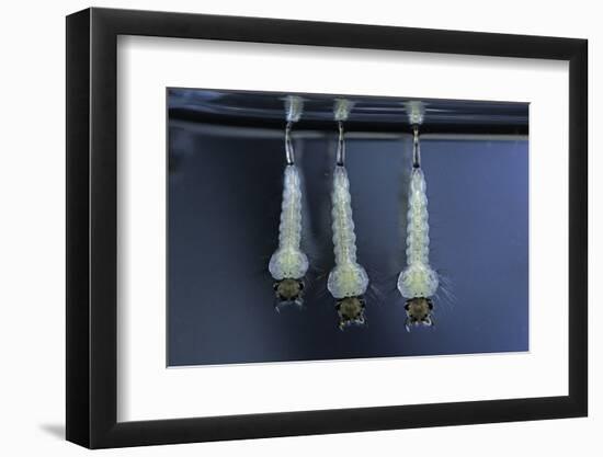 Culex Pipiens (Common House Mosquito) - Larvae-Paul Starosta-Framed Photographic Print