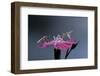 Culex Pipiens (Common House Mosquito) - Male with Female-Paul Starosta-Framed Photographic Print