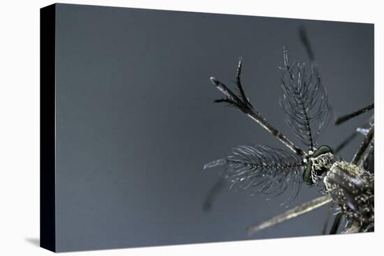 Culex Pipiens (Common House Mosquito) - Male-Paul Starosta-Stretched Canvas