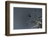 Culex Pipiens (Common House Mosquito) - Male-Paul Starosta-Framed Photographic Print