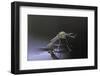 Culex Pipiens (Common House Mosquito) - Newly Emerged from Pupa-Paul Starosta-Framed Photographic Print