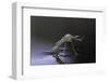 Culex Pipiens (Common House Mosquito) - Newly Emerged from Pupa-Paul Starosta-Framed Photographic Print