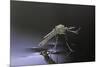 Culex Pipiens (Common House Mosquito) - Newly Emerged from Pupa-Paul Starosta-Mounted Photographic Print