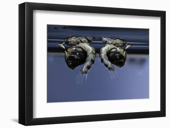 Culex Pipiens (Common House Mosquito) - Old Pupae-Paul Starosta-Framed Photographic Print