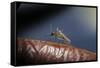 Culex Pipiens (Common House Mosquito) - on a Flower-Paul Starosta-Framed Stretched Canvas