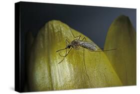 Culex Pipiens (Common House Mosquito) - on a Flower-Paul Starosta-Stretched Canvas