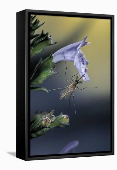 Culex Pipiens (Common House Mosquito) - on a Flower-Paul Starosta-Framed Stretched Canvas