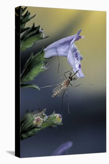 Culex Pipiens (Common House Mosquito) - on a Flower-Paul Starosta-Stretched Canvas