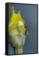 Culex Pipiens (Common House Mosquito) - on a Flower-Paul Starosta-Framed Stretched Canvas