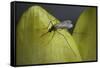 Culex Pipiens (Common House Mosquito) - on a Flower-Paul Starosta-Framed Stretched Canvas