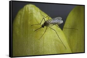 Culex Pipiens (Common House Mosquito) - on a Flower-Paul Starosta-Framed Stretched Canvas