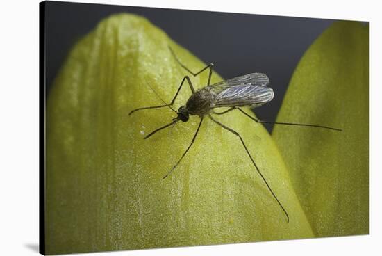 Culex Pipiens (Common House Mosquito) - on a Flower-Paul Starosta-Stretched Canvas