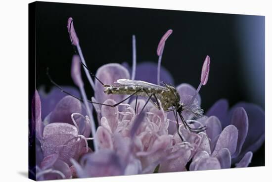 Culex Pipiens (Common House Mosquito) - on a Flower-Paul Starosta-Stretched Canvas
