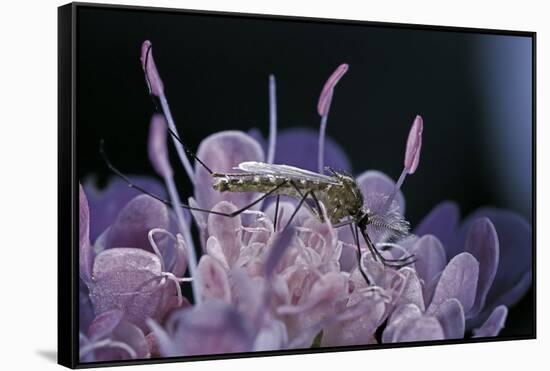 Culex Pipiens (Common House Mosquito) - on a Flower-Paul Starosta-Framed Stretched Canvas