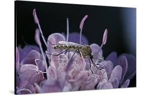 Culex Pipiens (Common House Mosquito) - on a Flower-Paul Starosta-Stretched Canvas