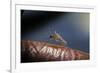 Culex Pipiens (Common House Mosquito) - on a Flower-Paul Starosta-Framed Photographic Print