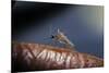 Culex Pipiens (Common House Mosquito) - on a Flower-Paul Starosta-Mounted Photographic Print