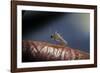 Culex Pipiens (Common House Mosquito) - on a Flower-Paul Starosta-Framed Photographic Print