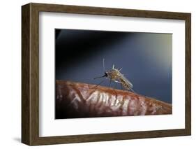 Culex Pipiens (Common House Mosquito) - on a Flower-Paul Starosta-Framed Photographic Print