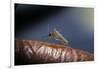 Culex Pipiens (Common House Mosquito) - on a Flower-Paul Starosta-Framed Photographic Print