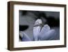 Culex Pipiens (Common House Mosquito) - on a Flower-Paul Starosta-Framed Photographic Print