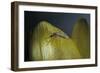 Culex Pipiens (Common House Mosquito) - on a Flower-Paul Starosta-Framed Photographic Print