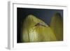 Culex Pipiens (Common House Mosquito) - on a Flower-Paul Starosta-Framed Photographic Print