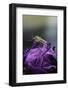 Culex Pipiens (Common House Mosquito) - on a Flower-Paul Starosta-Framed Photographic Print