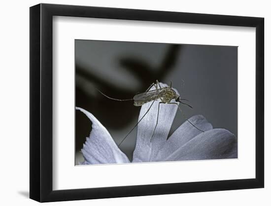 Culex Pipiens (Common House Mosquito) - on a Flower-Paul Starosta-Framed Photographic Print