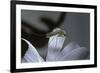 Culex Pipiens (Common House Mosquito) - on a Flower-Paul Starosta-Framed Photographic Print