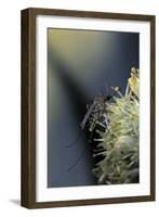 Culex Pipiens (Common House Mosquito) - on a Flower-Paul Starosta-Framed Photographic Print