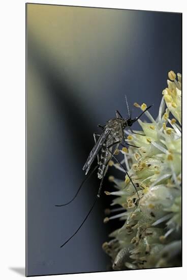 Culex Pipiens (Common House Mosquito) - on a Flower-Paul Starosta-Mounted Photographic Print