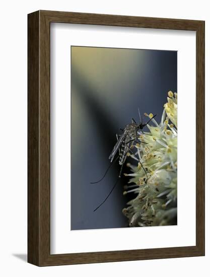 Culex Pipiens (Common House Mosquito) - on a Flower-Paul Starosta-Framed Photographic Print