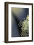 Culex Pipiens (Common House Mosquito) - on a Flower-Paul Starosta-Framed Photographic Print