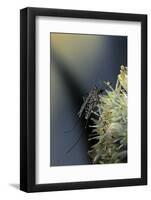 Culex Pipiens (Common House Mosquito) - on a Flower-Paul Starosta-Framed Photographic Print