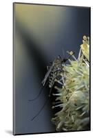 Culex Pipiens (Common House Mosquito) - on a Flower-Paul Starosta-Mounted Photographic Print