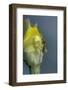 Culex Pipiens (Common House Mosquito) - on a Flower-Paul Starosta-Framed Photographic Print