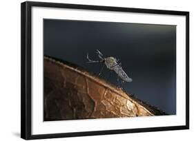 Culex Pipiens (Common House Mosquito) - on a Flower-Paul Starosta-Framed Photographic Print