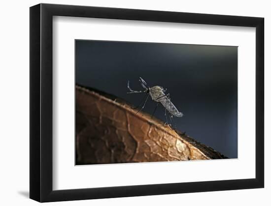 Culex Pipiens (Common House Mosquito) - on a Flower-Paul Starosta-Framed Photographic Print