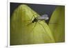 Culex Pipiens (Common House Mosquito) - on a Flower-Paul Starosta-Framed Photographic Print